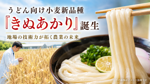 地域トピックス記事｜うどん向け小麦新品種「きぬあかり」誕生――地場の技術力が拓く農業の未来